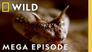 Dead by Dawn The World of Killer Creatures MEGA EPISODE  S1 COMPILATION  Nat Geo Wild [upl. by Dorsy]