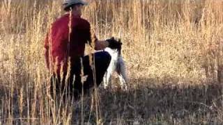 Llewellin English Setter Puppy220 Weeks For Sale [upl. by Elyssa121]