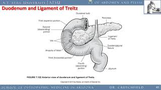 CT Scan Abdomen Pelvis Part 2 of 3 [upl. by Atikat497]