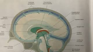 Flow Of CerebroSpinal Fluid CSF  Neuroanatomy  MBBS [upl. by Den]