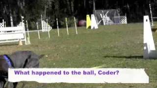 Flyball Bloopers [upl. by Annaillil]