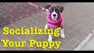 How Do I Socialize My Puppy [upl. by Karalee]