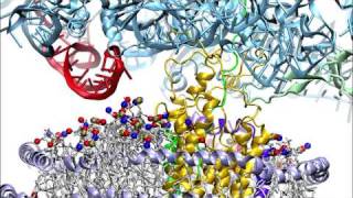 RibosomeTransloconMembrane Complex [upl. by Tserof]