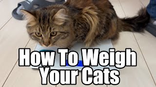 How to weigh your cats [upl. by Nirmak186]