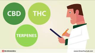 cannabis terpenes testing [upl. by Bland]