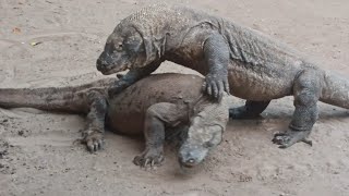 Komodo dragons fight 😱🔥🔥 [upl. by Andromada]