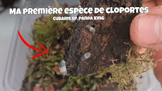 Ma Première Espèce de CLOPORTES  Cubaris sp Panda King [upl. by Eleanor]