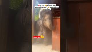 Lande ළදේ Roshan Fernando ytshorts short trending Song Tiktok shortvideo Viral Elephant 🥰 [upl. by Bello523]