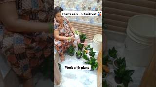 Plant care in festival indoorplants home gardenplants youtubeshorts balconygarden [upl. by Nahum169]