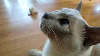 Tonkinese Cat Playing and Barking [upl. by Edrahs]