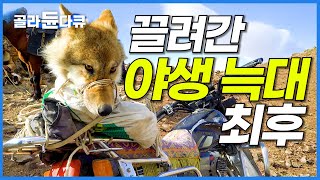 길들이려 했으나 여전히 달려드는 놈 죽지 않고 끌려간 야생 늑대의 의외의 결말┃몽골 유목민의 삶┃매 사냥┃세계테마기행┃골라듄다큐 [upl. by Peper]