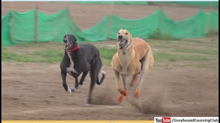 powerful running of greyhounds [upl. by Arivle]