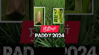 Paddy Insecticide need short [upl. by Agee]