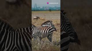 Zebras Natures Striped Marvels facts zebra wildlife [upl. by Ahsatel]