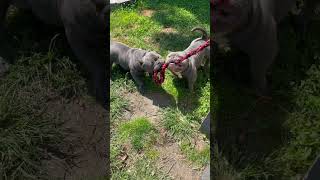 Tug of War battle between Broadway amp Draco STUD SERVICES AVAILABULL bullybreeder dogs youtube [upl. by Muffin]