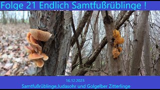 21 Endlich Samtfußrüblinge 16 12 2023 Samtfußrübling Judasohr und Zitterlinge [upl. by Kirkpatrick891]