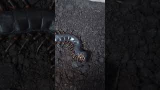 세계에서 가장 거대한 지네 Scolopendra gigantea기간티아가 슈퍼밀웜을 사냥하는 모습 [upl. by Belding]