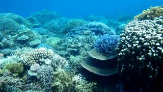 Best Snorkeling Australia Great Barrier Reef [upl. by Valdas]