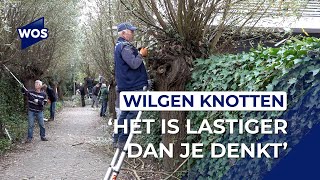 Het knotseizoen barst los vrijwilligers knippen en kappen [upl. by Otsenre]