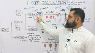 Seed Germination UrduHindi medium profmasoodfuzail Epigeal Germination Hypogeal Germination [upl. by Emmer]