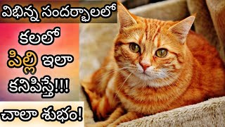 కలలో పిల్లి కనిపిస్తే  Kalalo Pilli Kanipiste  Cat in Dream Analysis amp Meaning  Dreambook [upl. by Burley]