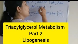 Triacylglycerol Metabolism Part 2 Lipogenesis [upl. by Annabella]