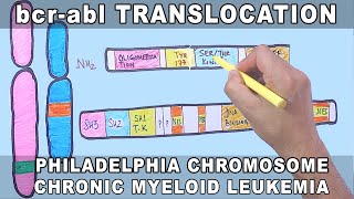 bcrabl Translocation Mechanism  Philadelphia Chromosome [upl. by Ecinrahs]