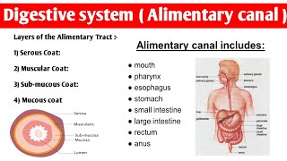 Alimentary Tract Anatomy  4 layers of alimentary canal  digestivesystem anatomy and physiology [upl. by Basia]