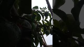 passiflora shortvideo plantable fruit morocco plantathome plantagarden gardenning nature [upl. by Bessy]