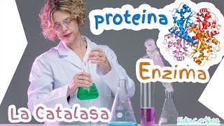 Experimento Biología  Química con la Enzima Catalasa Generación de Oxígeno [upl. by Ailyn]