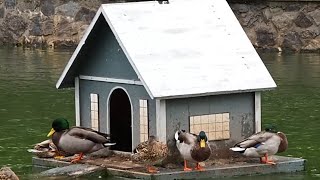 Mallard Ducks Sitting On A Floating House In The Water  Ducks Swimming in A Pond  shorts [upl. by Hplodnar172]