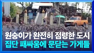 글로벌K 거리로 쏟아져 나와 난투극 벌이는 원숭이들…관광객 줄고 가게 문 닫는 태국 근황  KBS 20240722 [upl. by Atiuqehs]