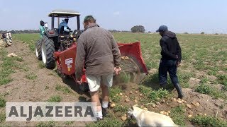 White farmers thrive in Zambia years after driven from Zimbabwe [upl. by Noreht]