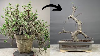 Making Bonsai Tree from Jade Plant  Portulacaria Afra  Pruning  Repotting  Part1 [upl. by Cher186]