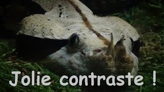 Bitis rhinoceros Schlegel 1855 HD Vipère du Gabon de lOuest  Ménagerie Paris  112014 [upl. by Ennahtur727]