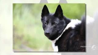 Karelian Bear Laika Dog breed [upl. by Leamiba]