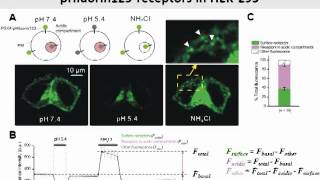 Optical tool to study P2X4 receptor trafficking [upl. by Rind128]