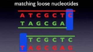 DNA Replication Animation [upl. by Eulau]