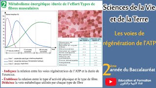 Les voies de régénération de lATP [upl. by Ellenij632]