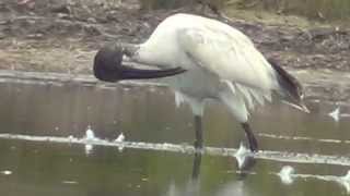 CENTRAL COAST  AUSTRALIAN WHITE IBIS [upl. by Oberon567]