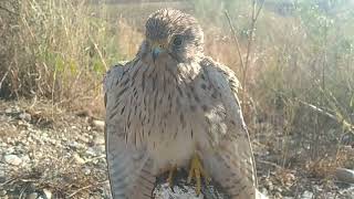 17 November 2024 kestrel bird trapped in ktk kpk bimaculated Lark bird sound [upl. by Essam]