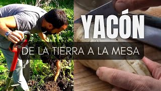 YACÓN de la tierra a la mesa [upl. by Odette]