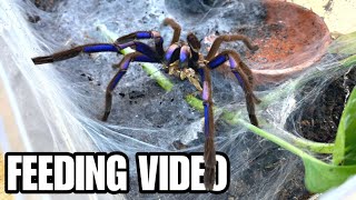 EPIC GIANT TARANTULA  SCORPION FEEDING VIDEO MEET 24 PET ARACHNIDS [upl. by Yrehc38]