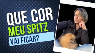 Como saber a cor do Spitz Alemão [upl. by Zubkoff817]