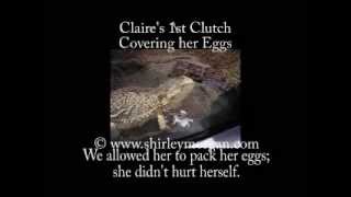 Bearded Dragon quotClairequot Lays her Eggs [upl. by Dlorag]