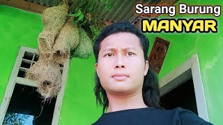 Unboxing Sarang Burung Manyar [upl. by Enyak]