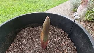 Emerging Amorphophallus bulbifer flower [upl. by Anurag475]