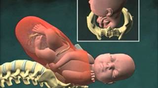 Cervical Effacement 3D Animation [upl. by Nolaj562]