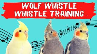 WOLF WHISTLE Whistling Cockatiel Training Cockatiel Sounds and Whistle [upl. by Cathrin]