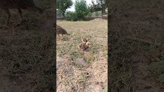 Female partridge feeding there chicks feedthebirds birdsbaby birdsnaturelovers [upl. by Artemas]